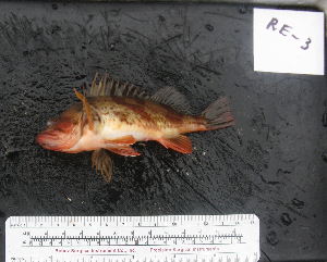  ( - RE-3)  @12 [ ] No Rights Reserved  Unspecified Unspecified