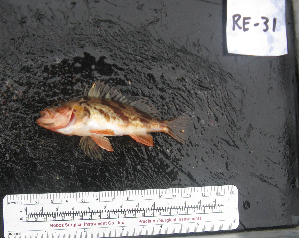  ( - RE-31)  @12 [ ] No Rights Reserved  Unspecified Unspecified