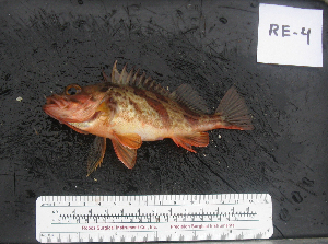  ( - RE-4)  @12 [ ] No Rights Reserved  Unspecified Unspecified