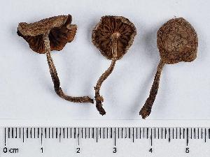  (Lyophyllum aff. pulvis-horrei - GAJ.11342)  @11 [ ] by-nc (2019) Marko Mutanen University of Oulu