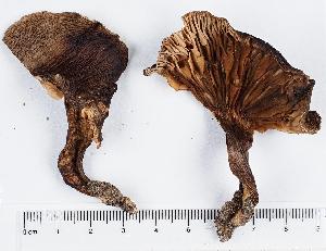  (Tricholoma aff. saponaceum - GAJ.11343)  @11 [ ] by-nc (2019) Marko Mutanen University of Oulu
