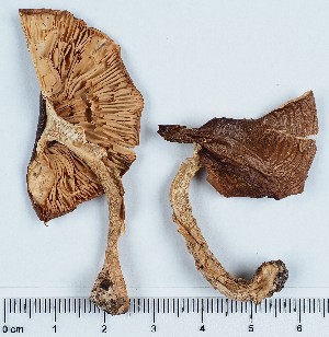  (Tricholoma ulvinenii - GAJ.11426)  @11 [ ] by-nc (2019) Marko Mutanen University of Oulu