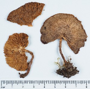  (Tricholoma scalpturatum - GAJ.11427)  @11 [ ] by-nc (2019) Marko Mutanen University of Oulu