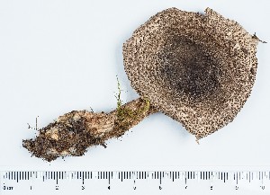 (Tricholoma olivaceotinctum - GAJ.11429)  @11 [ ] by-nc (2019) Marko Mutanen University of Oulu
