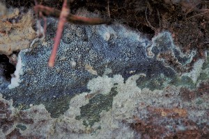  (Amaurodon - GAJ.14141)  @11 [ ] by-nc (2021) Hannu Lehtonen Unspecified