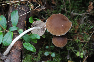  (Psathyrella trivialis - GAJ.14995)  @11 [ ] c (2021) Tapio Kekki University of Oulu