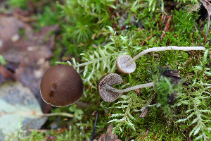  (Psathyrella warrenensis - GAJ.15007)  @11 [ ] c (2021) Tapio Kekki University of Oulu