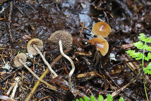  (Psilocybe medullosa - GAJ.15018)  @11 [ ] by-sa (2020) Tapio Kekki University of Oulu