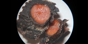  (Scutellinia kerguelensis - GAJ.16403)  @11 [ ] by-nc (2023) Matti Kulju University of Oulu