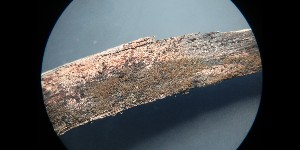 (Hypoxylon rubiginosa - GAJ.16448)  @11 [ ] by-nc (2023) Matti Kulju University of Oulu