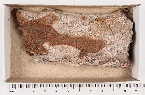  (Microcalicium loraasii - GAJ.16832)  @11 [ ] by-nc (2024) Saara Salmela University of Oulu