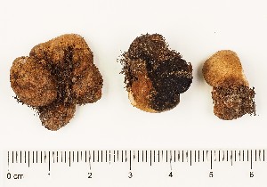  (Rhizopogon luteolus - GAJ.16838)  @11 [ ] by-nc (2024) Saara Salmela University of Oulu