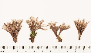  (Thelephora antocephala - GAJ.16840)  @11 [ ] by-nc (2024) Saara Salmela University of Oulu