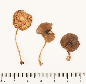  (Pluteus reisneri - GAJ.16852)  @11 [ ] by-nc (2024) Saara Salmela University of Oulu