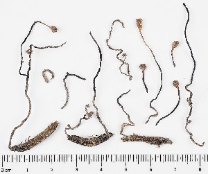  (Cordyceps entomorrhiza - GAJ.16872)  @11 [ ] by-nc (2024) Saara Salmela University of Oulu