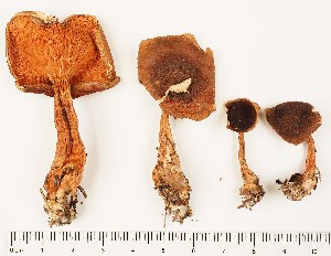  (Hygrophoropsis cf. rufa - GAJ.16920)  @11 [ ] by-nc (2024) Saara Salmela University of Oulu