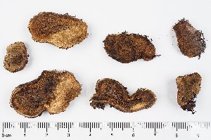  (Rhizopogon occidentalis - GAJ.16948)  @11 [ ] by-nc (2024) Saara Salmela University of Oulu