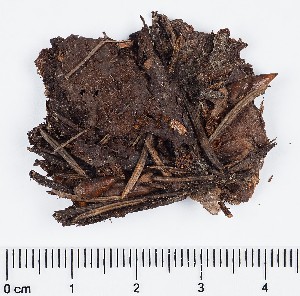  (Trichophaeopsis - GAJ.16957)  @11 [ ] by-nc (2024) Saara Salmela University of Oulu