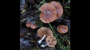 ( - GAJ.16981)  @11 [ ] by-nc (2023) Tapio Kekki Unspecified