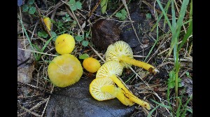  (Hygrocybe ceraceae - GAJ.16984)  @11 [ ] by-nc (2023) Tapio Kekki Unspecified