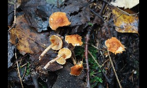  (Lepiota aff. castanea - GAJ.16997)  @11 [ ] by-nc (2024) Tapio Kekki Unspecified