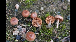  ( - GAJ.17034)  @11 [ ] by-nc (2023) Tapio Kekki Unspecified