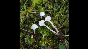  (Hemimycena pseudolactea - GAJ.17035)  @11 [ ] by-nc (2023) Tapio Kekki Unspecified