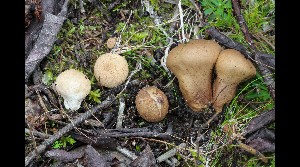  ( - GAJ.17044)  @11 [ ] by-nc (2023) Tapio Kekki Unspecified