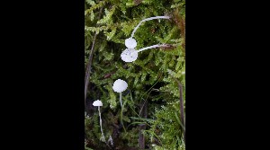  ( - GAJ.17061)  @11 [ ] by-nc (2023) Tapio Kekki Unspecified