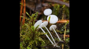  ( - GAJ.17094)  @11 [ ] by-nc (2021) Tapio Kekki Unspecified