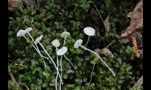  (Hemimycena pseudolactea - GAJ.17126)  @11 [ ] by-nc (2024) Tapio Kekki Unspecified