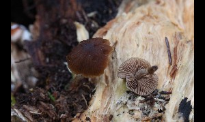  (Psathyrella fragrans - GAJ.17131)  @11 [ ] by-nc (2024) Tapio Kekki Unspecified