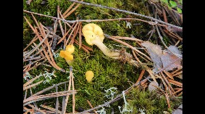  (Spathularia aff. flavida - GAJ.17143)  @11 [ ] by-nc (2014) Tapio Kekki Unspecified