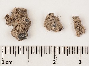  (Anthracobia melaloma - GAJ.17298)  @11 [ ] by-nc (2024) Saara Salmela University of Oulu