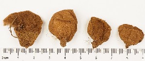  (Lycoperdon sp. 1 - GAJ.17878)  @11 [ ] by-nc (2024) Saara Salmela University of Oulu