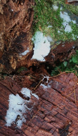  (Trechispora incisa - GAJ.18674)  @11 [ ] by-nc (2024) Matti Kulju University of Oulu