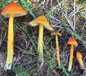  (Hygrocybe conica - GAJ.18688)  @11 [ ] by-nc (2024) Matti Kulju University of Oulu