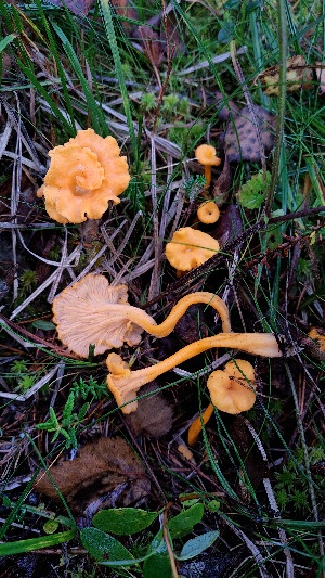  ( - GAJ.18796)  @11 [ ] by-nc (2024) Maarit Vainio Unspecified