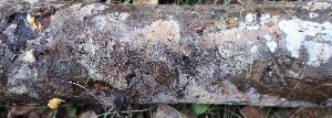  (Thelephora subtestacea - GAJ.18821)  @11 [ ] by-nc (2024) Matti Kulju University of Oulu