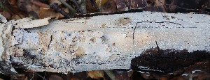  (Hypochnicium subrigescens - GAJ.18829)  @11 [ ] by-nc (2024) Matti Kulju University of Oulu