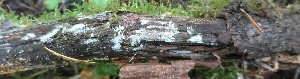 (Thelephora martinii - GAJ.18862)  @11 [ ] by-nc (2024) Matti Kulju University of Oulu
