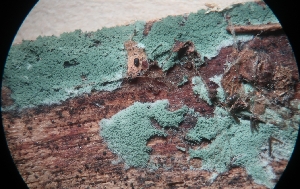  (Hypocreales - GAJ.18919)  @11 [ ] by-nc (2024) Matti Kulju University of Oulu