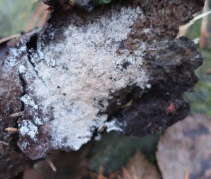  (Thelephora pallidocastanea - GAJ.19055)  @11 [ ] by-nc (2024) Matti Kulju University of Oulu