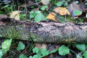  ( - GAJ.19103)  @11 [ ] by-nc (2024) Matti Kulju University of Oulu