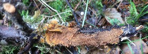  (Odontia fibrosa - GAJ.19127)  @11 [ ] by-nc (2024) Matti Kulju University of Oulu
