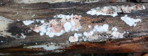  (Hypochniciellum - GAJ.19174)  @11 [ ] by-nc (2024) Matti Kulju University of Oulu