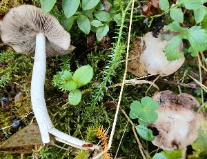  ( - GAJ.19214)  @11 [ ] by-nc (2023) Aune Pisilä Unspecified