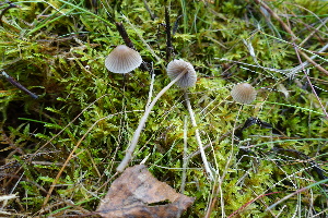 ( - GAJ.19218)  @11 [ ] by-nc (2023) Maarit Vainio Unspecified