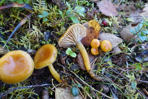  ( - GAJ.19219)  @11 [ ] by-nc (2023) Maarit Vainio Unspecified