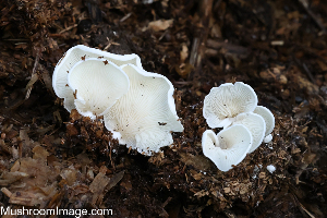  (Clitopilus scyphoides - GAJ.19256)  @11 [ ] by-nc (2023) Henri Koskinen University of Oulu